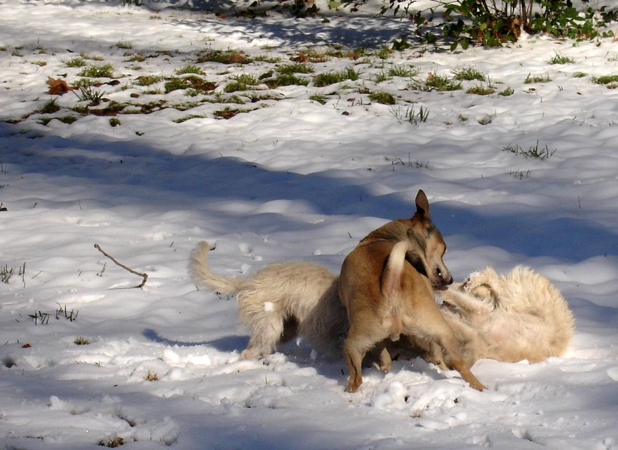 white_christmas_dog_fight_by_sonion